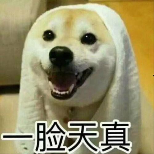 搞笑视频吃瓜情侣头像,吃瓜日常，甜蜜又欢乐