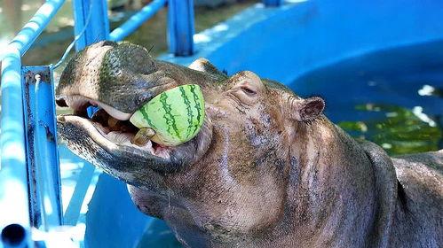 河马吃哈密瓜视频大全集,哈密瓜盛宴视频大全集