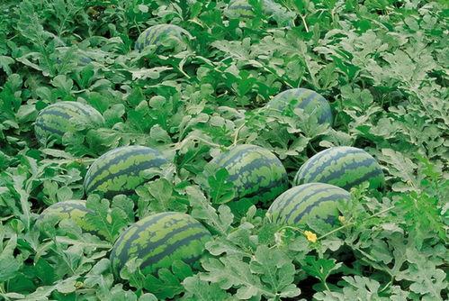 广东碧桂园吃瓜视频大全,趣味横生的社区生活瞬间