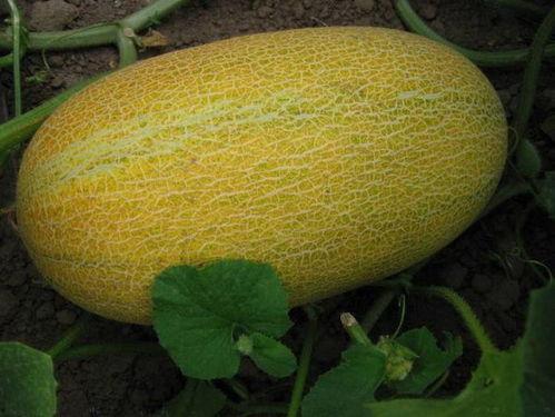 豆子吃哈密瓜好吗视频,一场味蕾的奇妙之旅