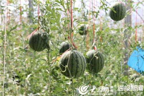 滨州沾化吃瓜事件视频最新,一场引发热议的网络视频风波