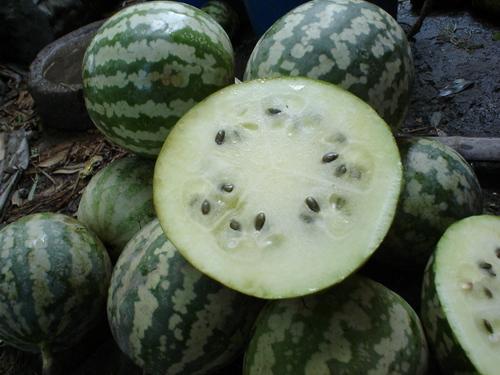 圆圆的老瓜怎么吃的视频,圆圆教你轻松解锁圆圆老瓜美味时光