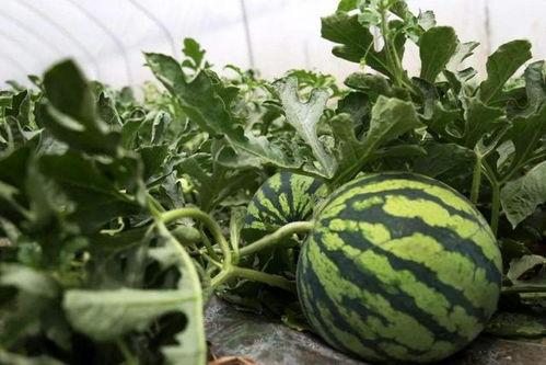 祥云路吃瓜原视频,现场直击，揭秘幕后真相