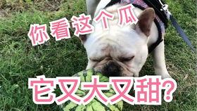 法斗吃瓜的视频,萌态十足，带你领略狗狗的趣味生活