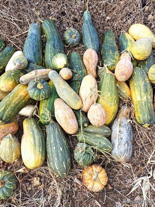 头像吃瓜视频怎么制作,如何制作热门“根据头像吃瓜”短视频