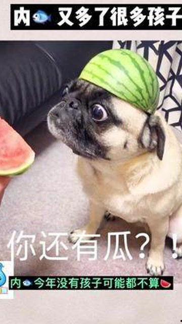 吃瓜群众婴儿视频,吃瓜群众镜头下的婴儿视频集锦