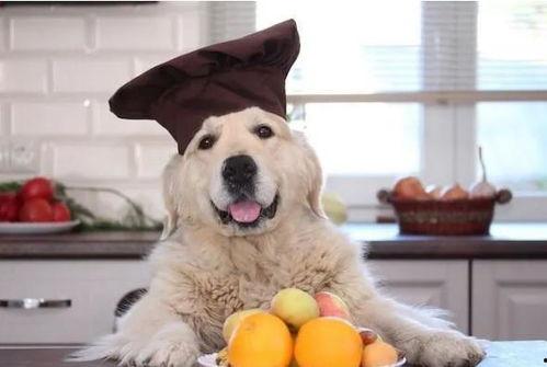 狗吃哈密瓜视频,萌态可掬瞬间走红网络