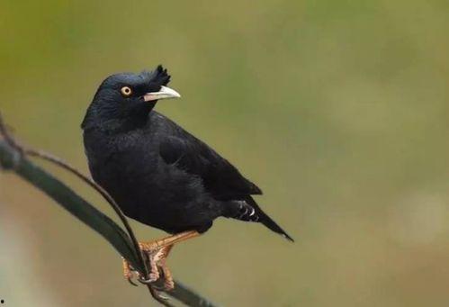 吃瓜少女八哥视频大全下载,吃瓜少女八哥视频大全下载攻略