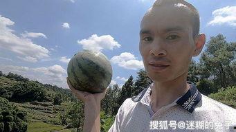 在地里摘瓜吃的视频,体验在地里摘瓜的乐趣与美味