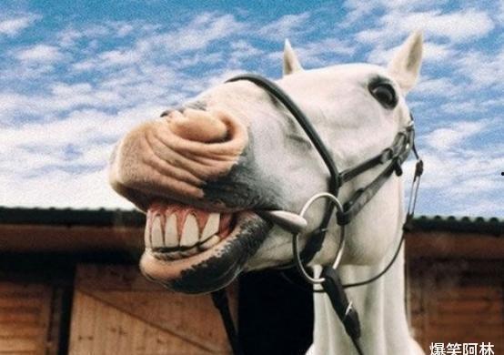 马爸爸吃瓜视频,揭秘娱乐圈幕后故事