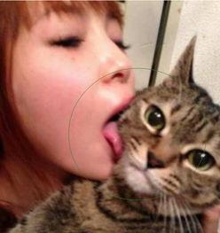 猫咪大明星吃瓜视频下载,萌宠界的“娱乐圈”风云录