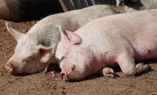 猪喜欢吃瓜叶吗视频,揭秘猪的饮食习惯