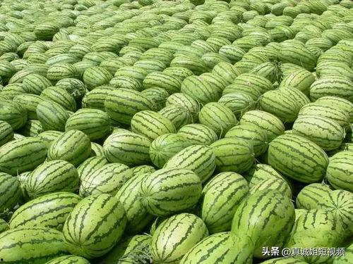 西瓜成熟吃瓜视频,一场视觉与味觉的双重盛宴
