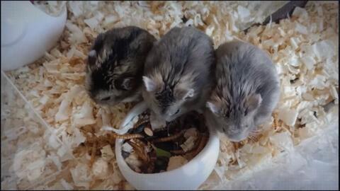 小甜鼠吃瓜视频下载,揭秘网红瓜界新宠