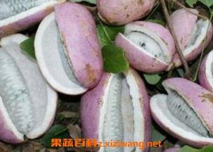 八月瓜怎么吃美食视频,视频教你轻松制作美味佳肴