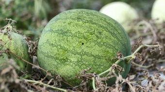 兰州高校吃瓜视频