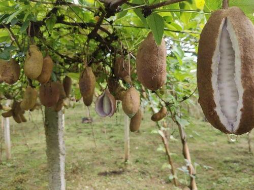 宝宝吃八月瓜好吗视频,营养美味两不误