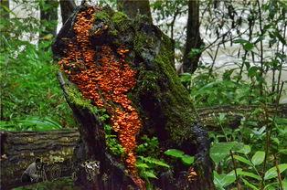 张家界最近吃瓜视频,揭秘当地热门事件背后的故事