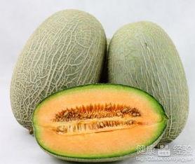龟苗可以吃哈密瓜嘛视频,哈密瓜的适宜性分析