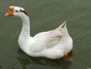 鸭鹅吃生瓜吗有毒吗视频