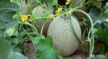 猴妈吃哈密瓜的视频