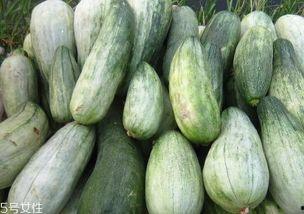 酥瓜叶子可以吃吗视频,揭秘可食用蔬菜的新发现