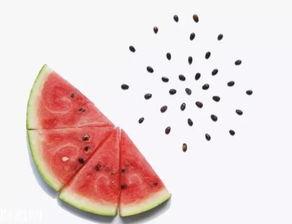 爆炸瓜的籽可以吃吗视频,能否安全食用？