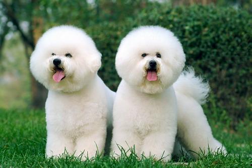 比熊吃哈密瓜视频,哈密瓜美食时光