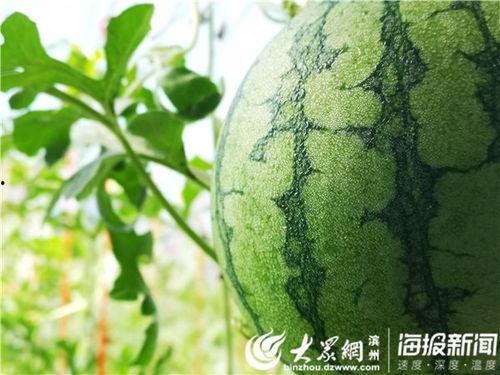 云木吃瓜视频入口下载,一键下载，畅享娱乐盛宴