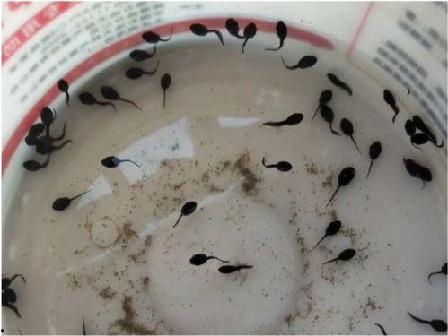 蝌蚪吃哈密瓜视频下载