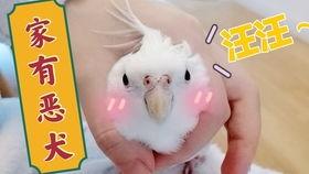 鸟可以吃哈密瓜嘛视频,哈密瓜在鸟儿餐桌上的地位